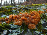 Phlebia radiata image