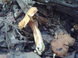Cantharellus lateritius image
