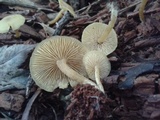 Callistosporium luteo-olivaceum image