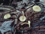 Callistosporium luteo-olivaceum image