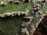 Chondrostereum purpureum image