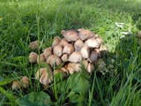Coprinellus saccharinus image