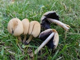 Coprinellus saccharinus image