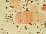 Coprinellus saccharinus image