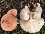 Gymnopus luxurians image