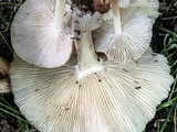 Gymnopus luxurians image