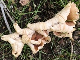 Gymnopus luxurians image