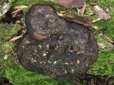 Ganoderma lobatum image
