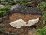 Ganoderma lobatum image
