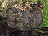 Ganoderma lobatum image