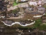 Ganoderma lobatum image