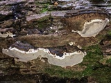 Ganoderma lobatum image