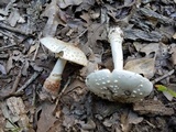 Amanita rubescens var. rubescens image