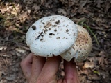 Amanita rubescens var. rubescens image