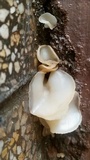 Peziza domiciliana image