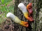 Ganoderma curtisii image