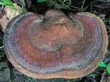 Ganoderma curtisii image