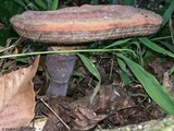 Ganoderma curtisii image