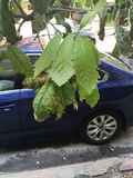 Apiognomonia errabunda image