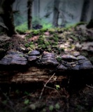 Fomitopsis ochracea image