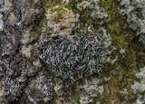 Hypogymnia duplicata image