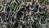 Hypogymnia duplicata image