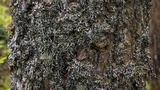 Hypogymnia duplicata image