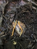 Clavulinopsis aurantiocinnabarina image