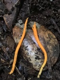 Clavulinopsis aurantiocinnabarina image