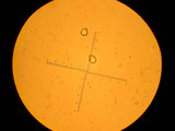 Amanita sect. Vaginatae image