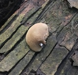 Resupinatus porosus image