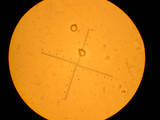Amanita sect. Vaginatae image