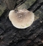 Resupinatus porosus image