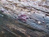 Ascocoryne sarcoides image