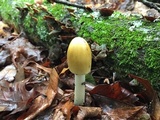 Amanita sect. Vaginatae image