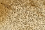 Sarcodon underwoodii image
