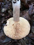 Lactifluus corrugis image