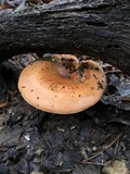 Lactarius volemus image