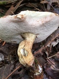 Tylopilus felleus image