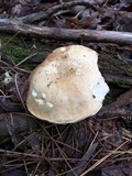 Tylopilus felleus image