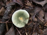 Russula parvovirescens image