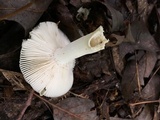 Russula parvovirescens image