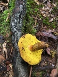 Aureoboletus innixus image