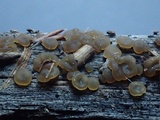 Dacrymyces punctiformis image