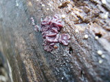 Ascocoryne sarcoides image