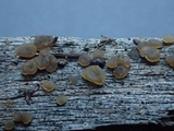 Dacrymyces punctiformis image