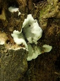 Kretzschmaria deusta image