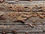 Dacrymyces punctiformis image