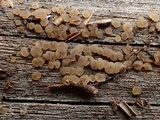 Dacrymyces punctiformis image