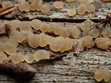 Dacrymyces punctiformis image